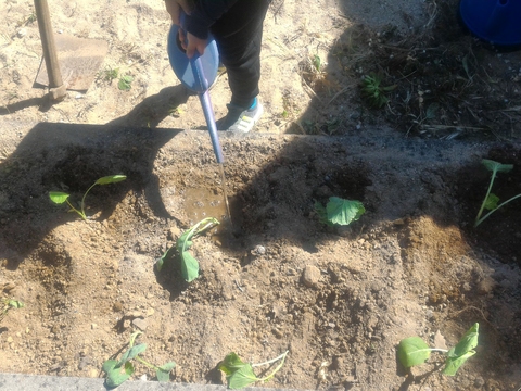 Horta dos pequeninos -  as crianças do Jardim Escola de Almofala aprendem como se rega a horta  aquando da plantação de couves.